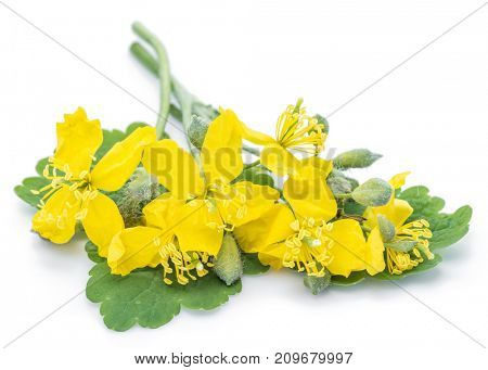 Greater celandine flower, swallowwort isolated on white background.