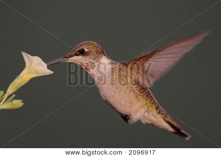 Ruby - Throated Hummingbird karmienia na żółty kwiat
