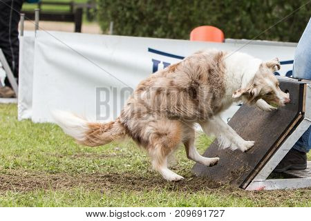 border collie dog sheepdog animal nature pet