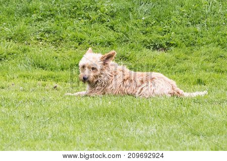 griffon dog happy animal outdoor nature natural pet adult domestic friend