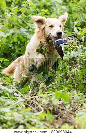 retriever golden dog animal portrait pet animal