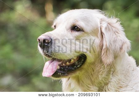 retriever golden dog animal portrait pet animal