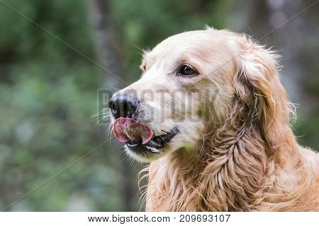 retriever golden dog animal portrait pet animal