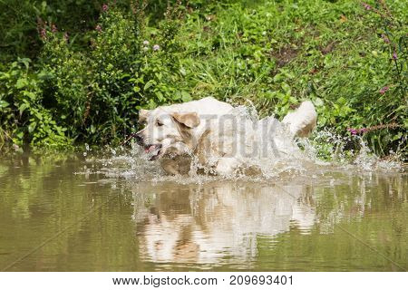 retriever golden dog animal portrait pet animal