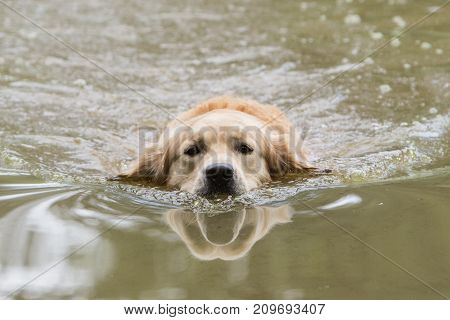 retriever golden dog animal portrait pet animal
