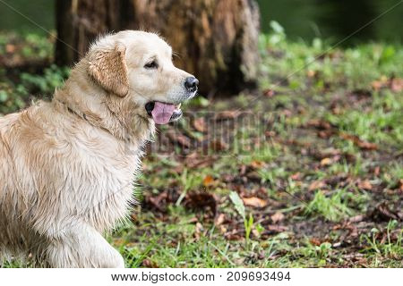 retriever golden dog animal portrait pet animal