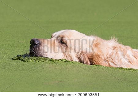 retriever golden dog animal portrait pet animal