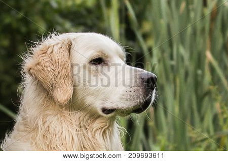 retriever golden dog animal portrait pet animal