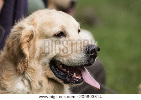retriever golden dog animal portrait pet animal