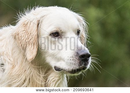 retriever golden dog animal portrait pet animal