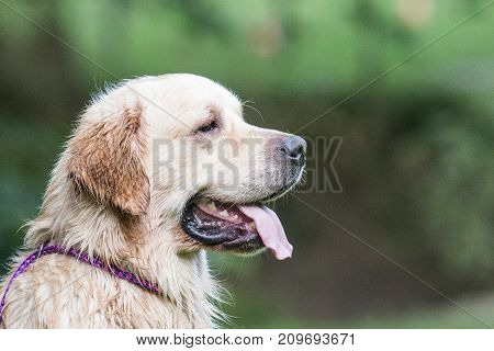 retriever golden dog animal portrait pet animal