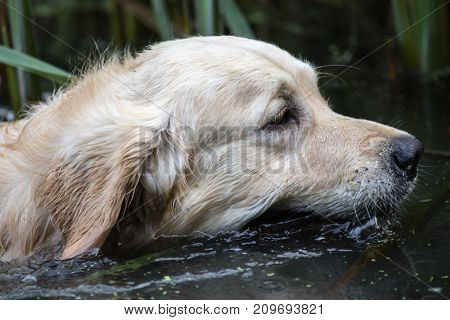 retriever golden dog animal portrait pet animal