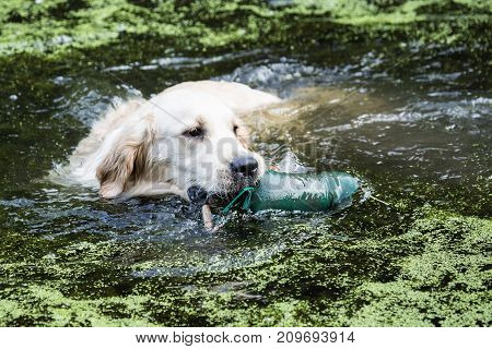 retriever golden dog animal portrait pet animal