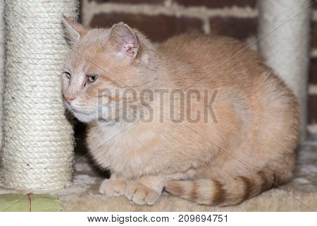 cat european wildcat nature europe predator feline portrait