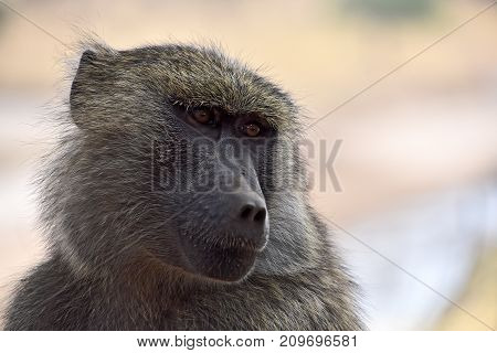 Olive Baboon at Tarangire National Park, Tanzania