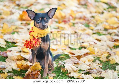 Beautiful dog, a puppy in a yellow scarf with pampons sitting on a background of autumn foliage. Space for text. Lovely, funny puppy