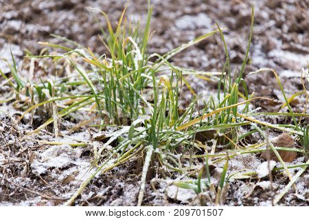 snow pours on the green grass . In the park in nature