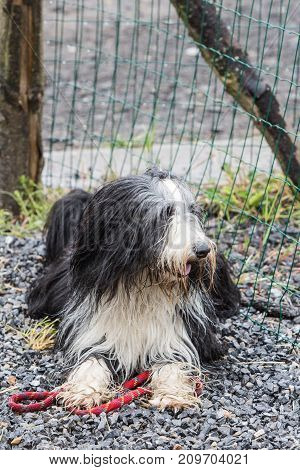 dog flanders bouvier bouviers black pet canine animal domestic