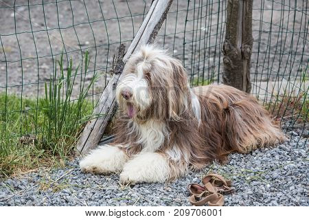 bearded collie dog whi animal mammal nature sheepdog domestic pet canine portrait
