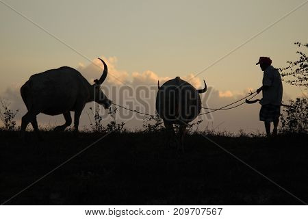 Thai buffalo, Thasala Nakhon Si Thammarat Thailand