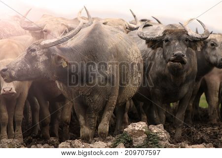 Thai buffalo, Thasala Nakhon Si Thammarat Thailand