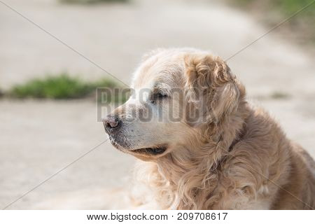 golden retrivers rapport belgium dog portrait outdoors
