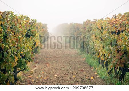 Grapes. Vineyards at sunset in autumn harvest. Wine Region Southern Moravia - Czech Republic Popice - Palava