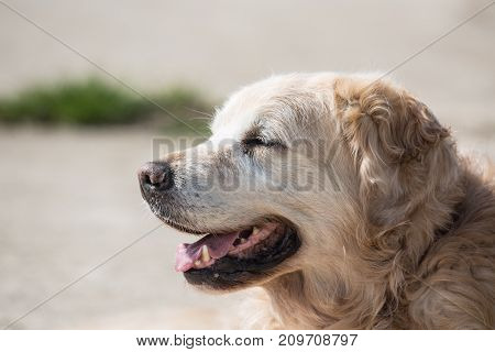 golden retrivers rapport belgium dog portrait outdoors
