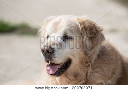 golden retrivers rapport belgium dog portrait outdoors