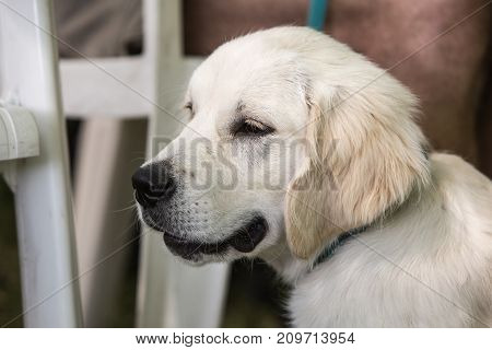 retriever golden dog animal portrait pet canine adult outodoor domestic friend doggy