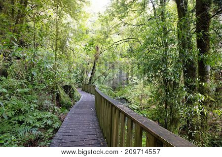 The famous Mangapohue Natural Bridge near Waitomo Caves on New Zealand's north island.