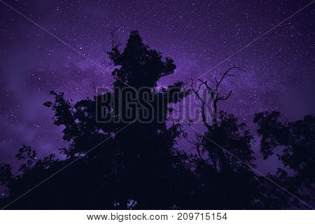 Long exposure and High ISO shot of star over silhouette of tree at night. Purple tone effect.