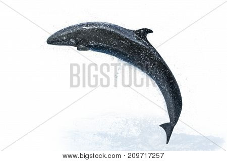 A false killer whale or pseudorca jumping. Isolated on white background.