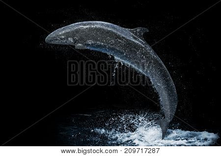 A false killer whale or pseudorca jumping in the water. Isolated on black background with water in the background.