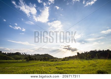 Beautiful landscape at rice field. Yellow rice waiting for harvest season among in the nature with blue sky at sunset.