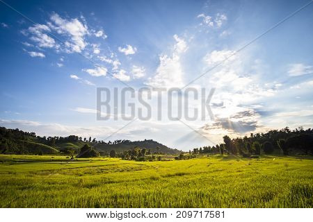 Beautiful landscape at rice field. Yellow rice waiting for harvest season among in the nature with blue sky at sunset.