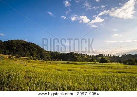 Beautiful landscape at rice field. Yellow rice waiting for harvest season among in the nature with blue sky at sunset.