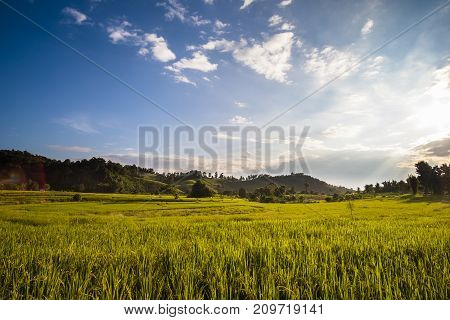 Beautiful landscape at rice field. Yellow rice waiting for harvest season among in the nature with blue sky at sunset.