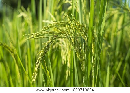 Depth of field shot Green rice in the farm. Thailand agriculture.