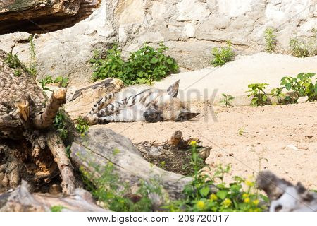 Striped hyena rests after night hunting on hot African sand in the early morning