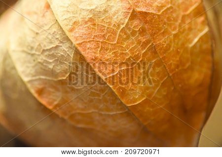 Abstract Phisalys Background Chinese Lantern Orange Macro
