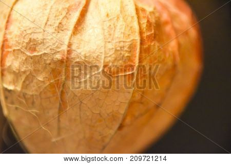 Abstract Phisalys Background Chinese Lantern Orange Macro