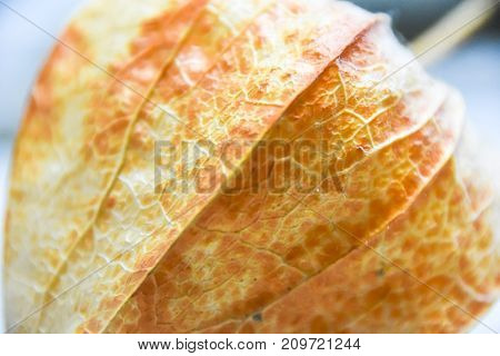 Abstract Phisalys Background Chinese Lantern Orange Macro