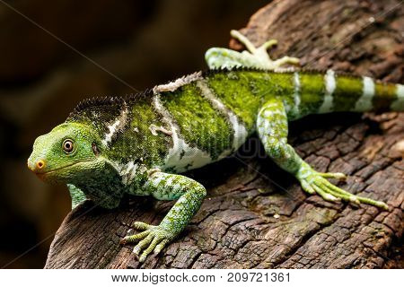 Fijian Crested Iguana (brachylophus Vitiensis) On Viti Levu Island, Fiji