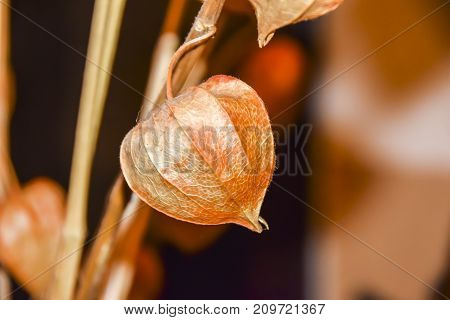 Dry Branches Chinese Phyllis Lantern Orange Background