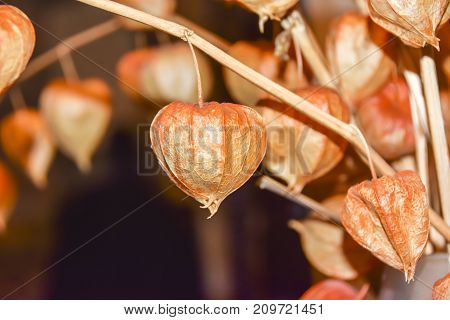 Dry Branches Chinese Phyllis Lantern Orange Background