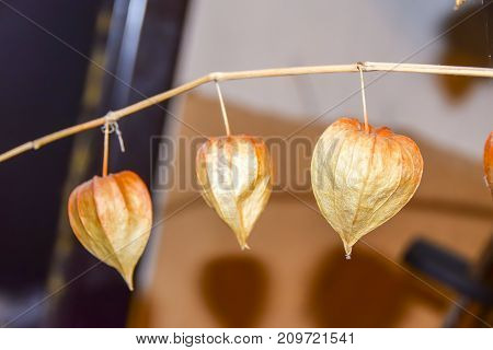 Dry Branches Chinese Phyllis Lantern Orange Background