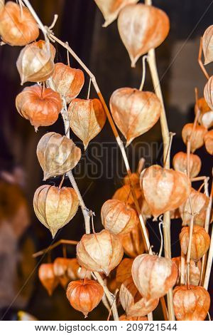 Dry Branches Chinese Phyllis Lantern Orange Background