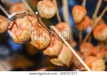 Dry Branches Chinese Phyllis Lantern Orange Background