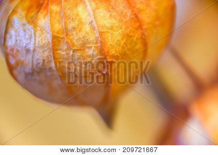 Abstract Phisalys Background Chinese Lantern Orange Macro